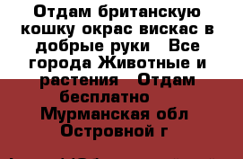 Отдам британскую кошку окрас вискас в добрые руки - Все города Животные и растения » Отдам бесплатно   . Мурманская обл.,Островной г.
